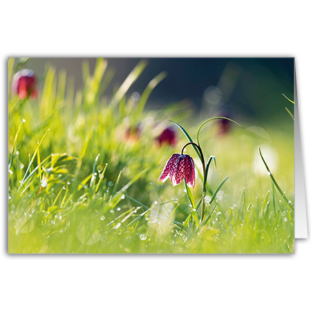  | Schachbrettblume