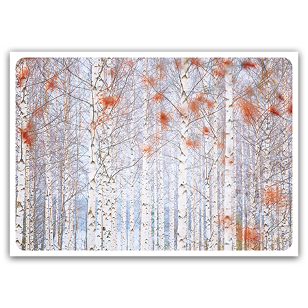  | Birkenwald (Strukturkarton)