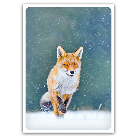  | Rotfuchs im Schnee (Strukturkarton)