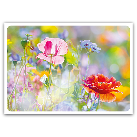  | Sommerwiese mit Mohnblumen (Strukturkarton)