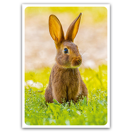  | Zwergkaninchen (Strukturkarton) 