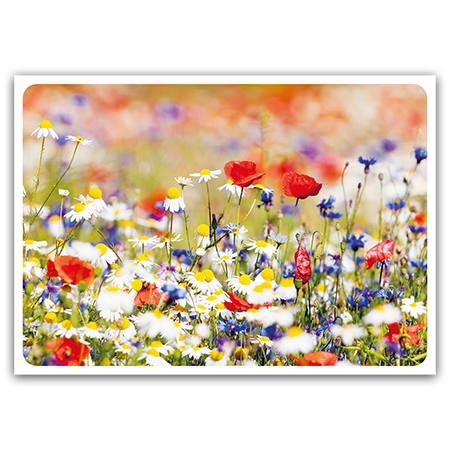  | Sommerwiesenpracht (Strukturkarton)