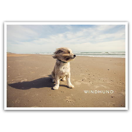 Windhund | Windhund