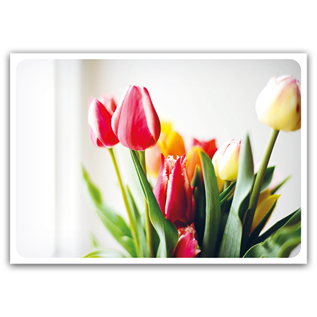  | Tulpen am Fenster (Strukturkarton)