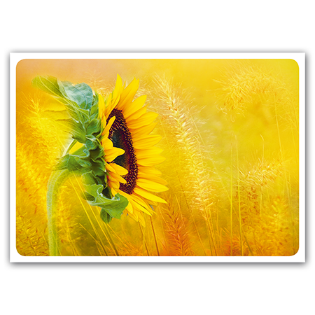   Sonnenblume  (Strukturkarton)