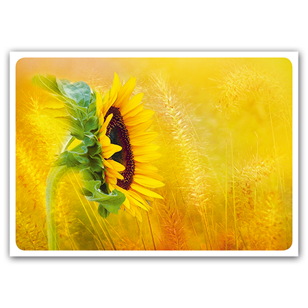  | Sonnenblume  (Strukturkarton)
