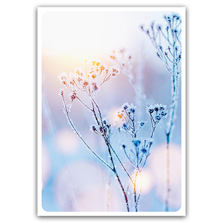  | Winterzweig (Strukturkarton)