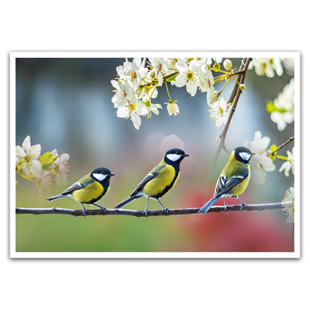  | Kohlmeisen im Frühling
