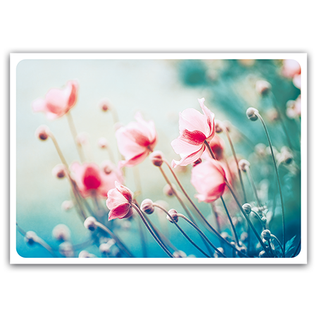  | Anemonen im Sommer (Strukturkarton)