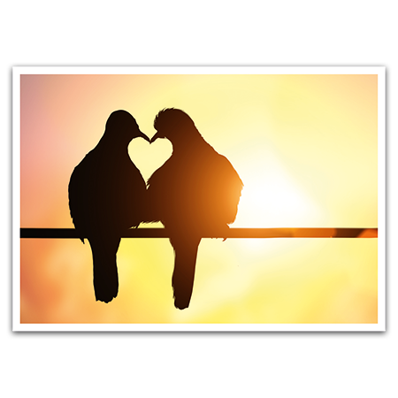  | Lovebirds