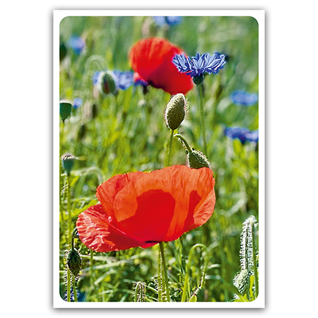  | Mohnblume (Strukturkarton)