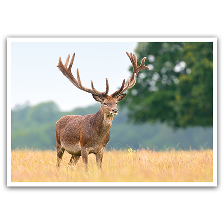  | Rothirsch am Waldesrand