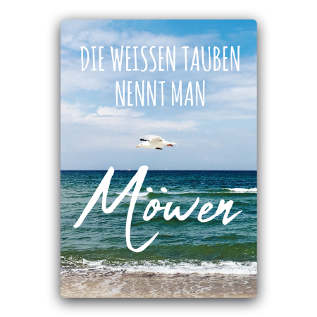 Die weißen Tauben nennt man Möwen | Weiße Tauben