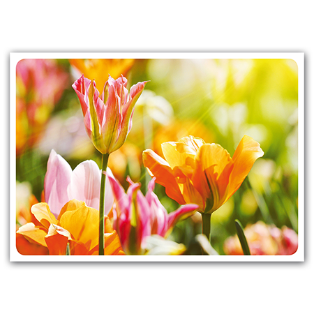  | Tulpen (Strukturkarton)