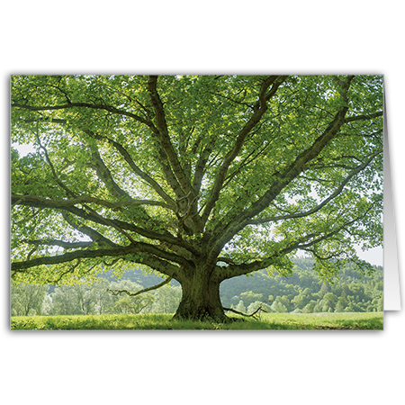  | Eiche