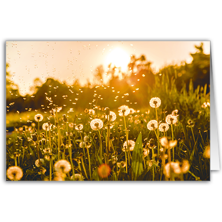   Sommerliches Abendlicht (Strukturkarton)