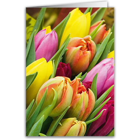  | Bunte Tulpen