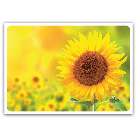   Sonnenblume (Strukturkarton)