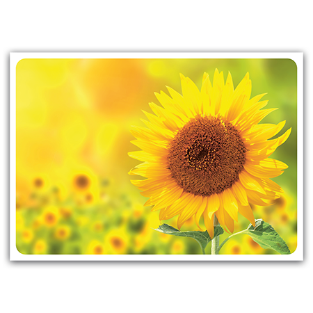  | Sonnenblume (Strukturkarton)