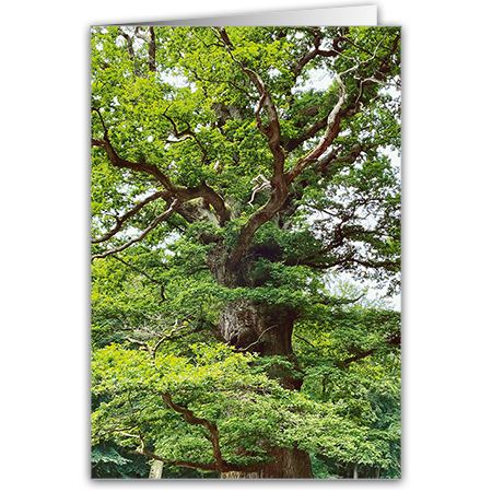  | Alte Eiche
