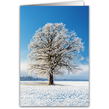  | Winterliche Eiche