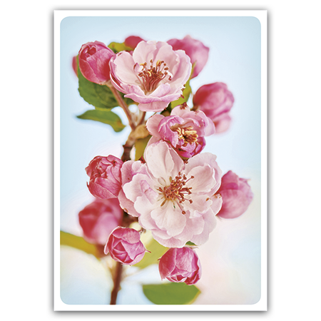  | Kirschblüte (Strukturkarton)
