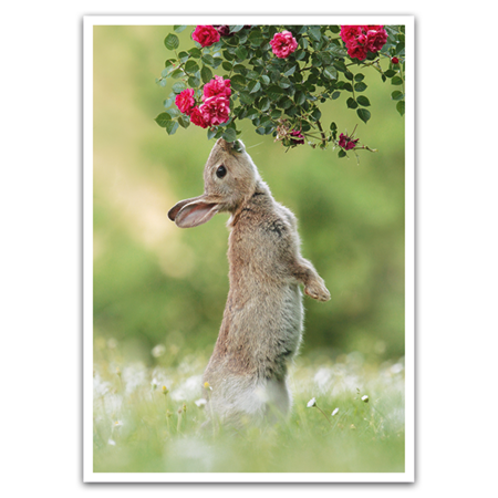  | Wildkaninchen im Frühling