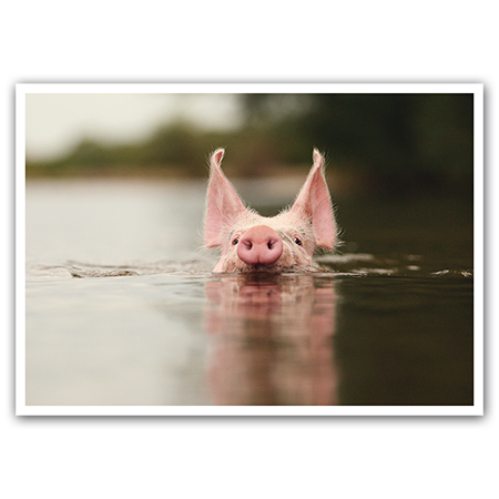  | Wasser-Schwein