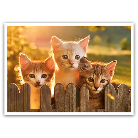  | Kätzchenfreundschaft