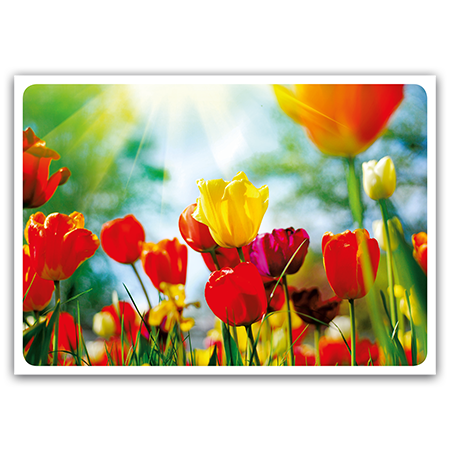  | Der Frühling ist da! (Strukturkarton)