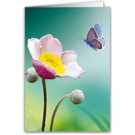  | Schmetterling trifft Blume (Strukturkarton)