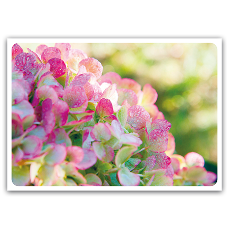  | Hortensie (Strukturkarton) 