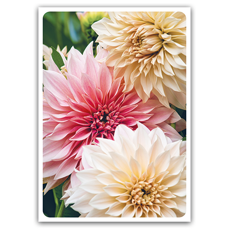  | Dahlie "Café au Lait" (Strukturkarton)