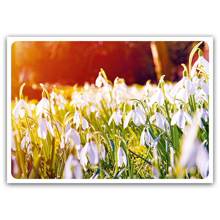 | Schneeglöckchen (Strukturkarton) 