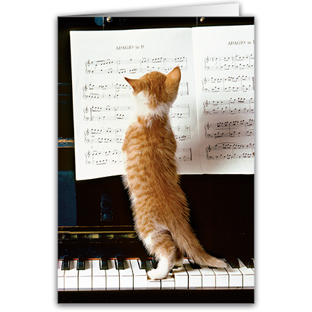   Katzenmusik