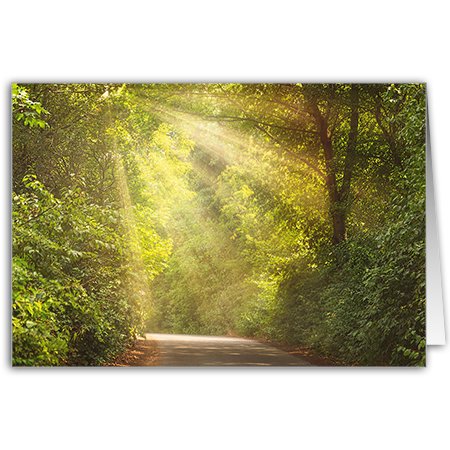  | Waldweg