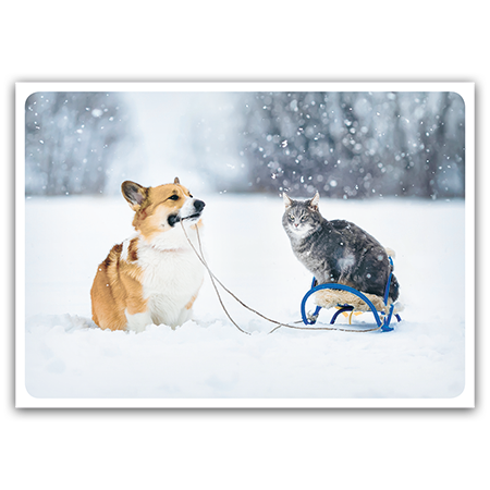  | Schlittenhund mit Fahrgast (Strukturkarton) 