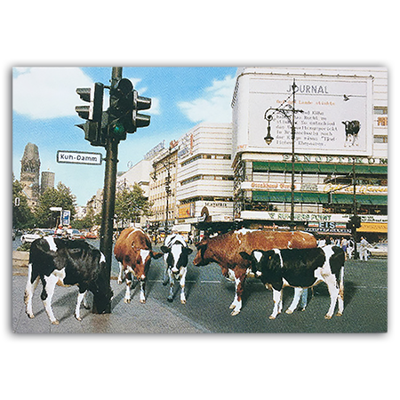   Kühe auf dem Berliner "Kuh-Damm" (BK1)