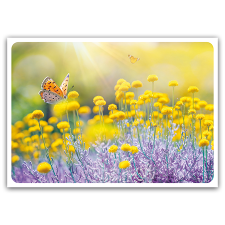  | Sommerblumen (Strukturkarton)