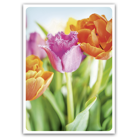  | Tulpenstrauß (Strukturkarton)
