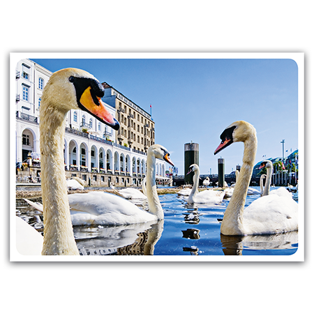  | Hamburg, Alsterschwäne (Strukturkarton)