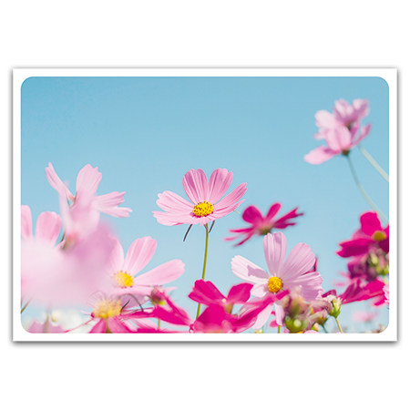  | Pinke Kosmeen (Strukturkarton)