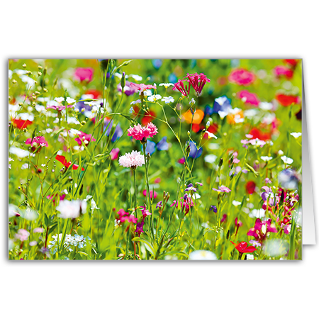  | Blumenwiese