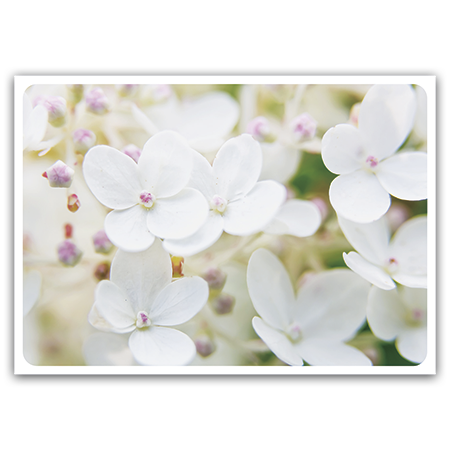  | Weiße Hortensie (Strukturkarton)