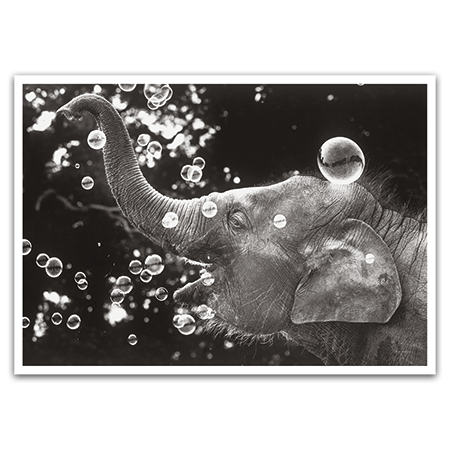  | Happy Baby-Elephant
