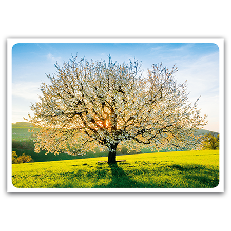   Kirschbaum im Frühling (Strukturkarton) 