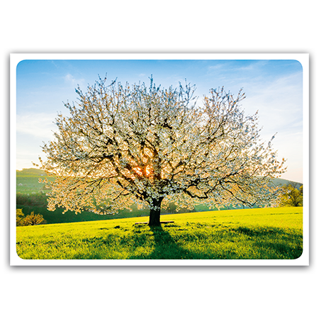  | Kirschbaum im Frühling (Strukturkarton) 