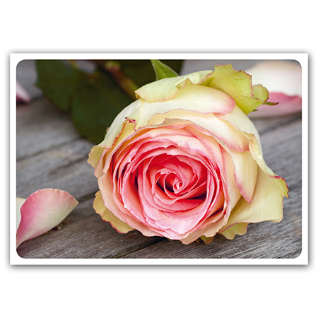  | Rose in Pastell (Strukturkarton)