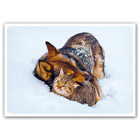  | Kuscheln im Schnee (Strukturkarton)