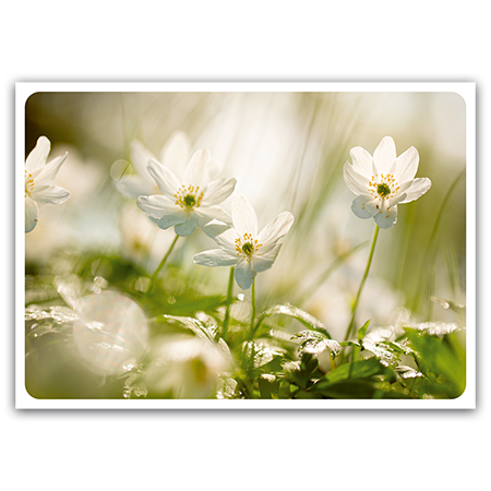  | Weiße Anemonen (Strukturkarton) 